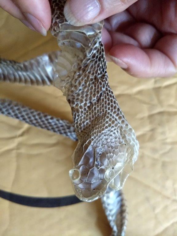 Birmingham snake skin